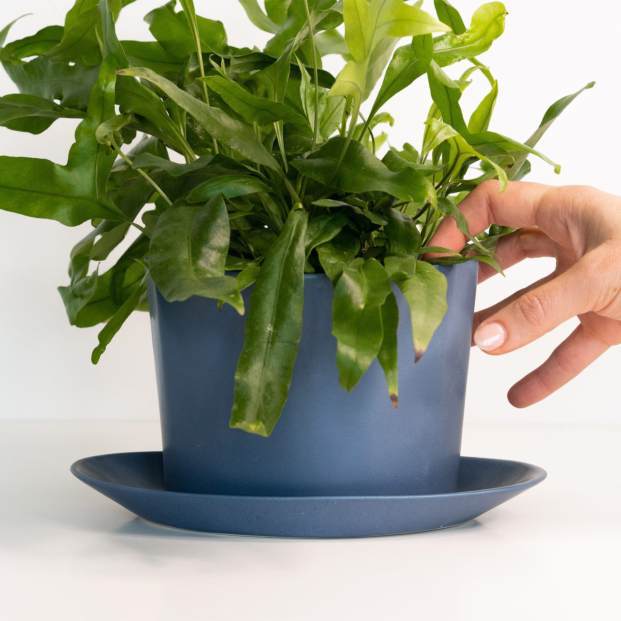 Native Oval Planter - Handmade Porcelain Planter Pisgah Blue The Bright Angle