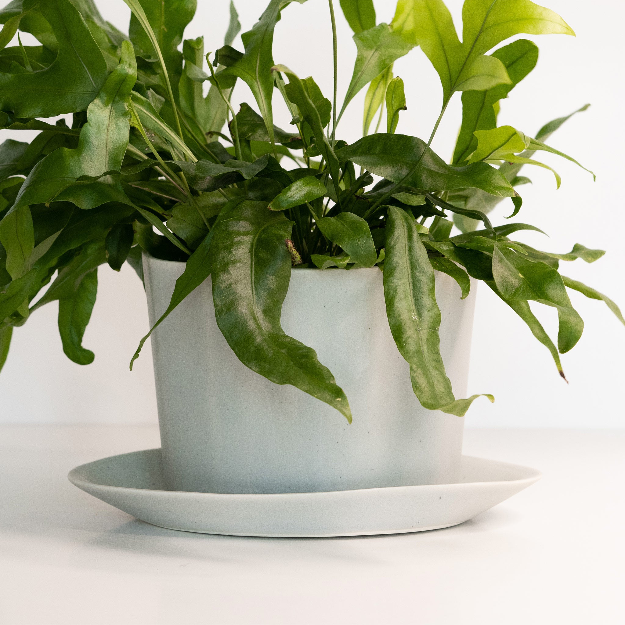 Native Oval Planter - Handmade Porcelain Planter Smoke Grey The Bright Angle