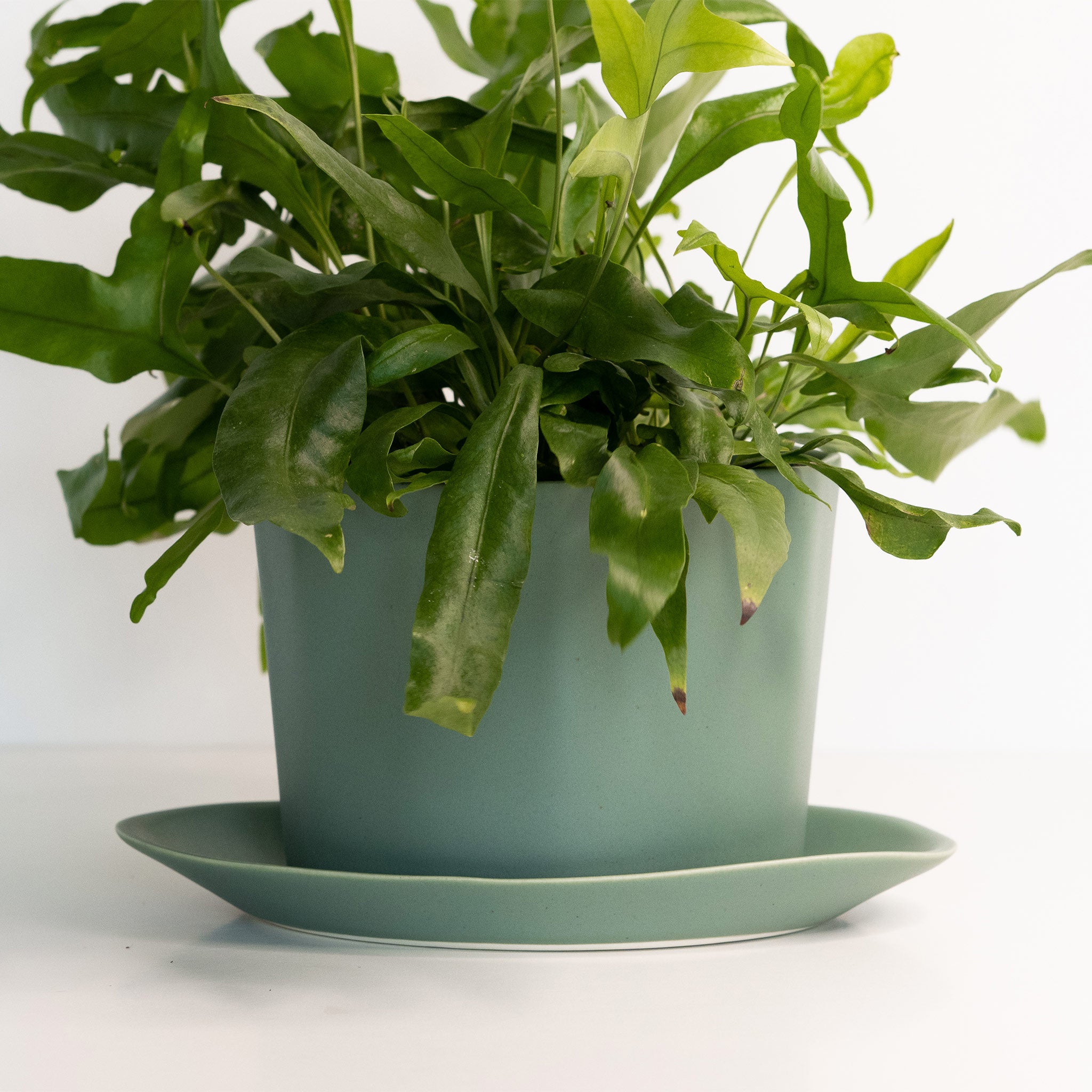 Native Oval Planter - Handmade Porcelain Planter Rosemary Green The Bright Angle